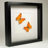 Opgezette Oranje Vlinder in Zwarte Lijst - Appias Nero 2x