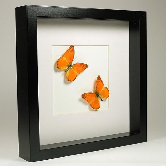 Papillon orange monté dans cadre noir - Appias nero 2x