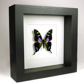 Opgezette vlinder in zwarte lijst - Graphium weiskei