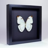 Opgezette Witte Vlinder in Elegant Zwarte Lijst - Morpho Luna