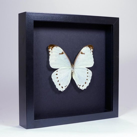 Opgezette Witte Vlinder in Elegant Zwarte Lijst - Morpho Luna