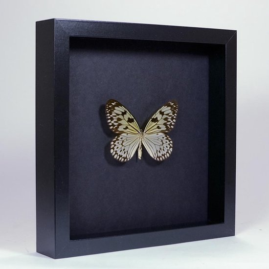 Opgezette vlinder in elegant zwarte lijst - Idea leuconoe obscura