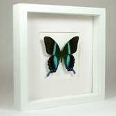 Opgezette vlinder in witte lijst - Papilio blumei