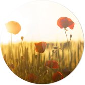 KLAPROZEN| Wanddecoratie | 100CM x 100CM | Schilderij | Foto op plexiglas | natuur | Landschappen