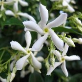 2 x Witte Toscaanse Jasmijn - set van 2 x Sterjasmijn - Klimplanten | Wit - Groenblijvend / Wintergroen en Winterhard - Tuinplanten | 2 x 1,5 liter pot - Deze Jasmijn planten kun j