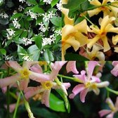 3 x Combinaison de Jasmin étoilé: Achetez 3 / Payez 2 - Mélanger Jasmin Jaune, Blanc et Rose | Persistante - Plantes grimpantes - Parfumée | Pour 1 mètre courant Haie fleurie | 3 pots de 1,5 litre