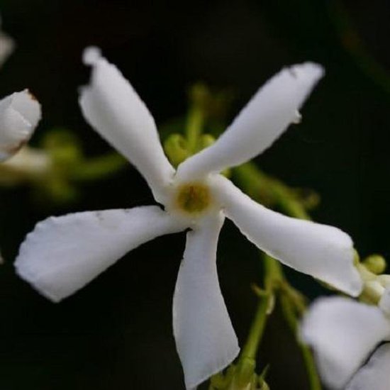Een enkele witte Toscaanse Jasmijn bloem met vijf bladen en een geel hart.