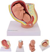Het menselijk lichaam - anatomie model zwangerschap mini (40 weken)