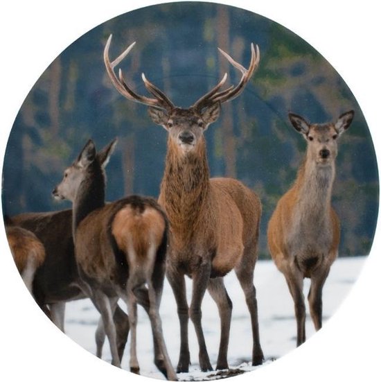 MamboCat Variant Set van 6 rode taartborden, gekleurde porseleinen ontbijtborden voor 6 personen, kleurrijke kleine borden voor salade, dessert enz. bij het ontbijt, lunch, koffie en avondbrood