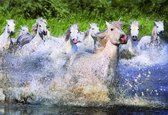 Witte paarden in de Camargue - 1000 stukjes