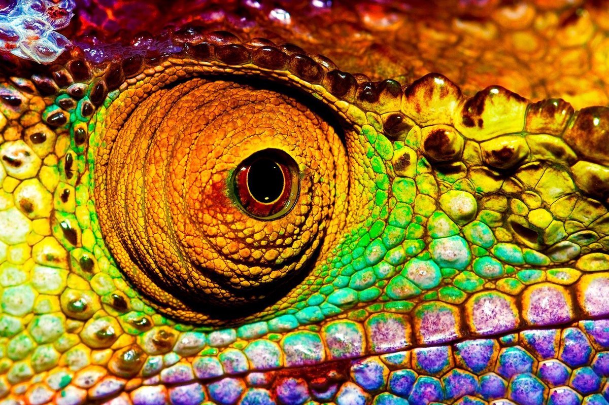 100% Nederlandse Productie! │ Flitzz Diamond Painting │ Reptielen Oog │ Formaat 120 x 80 cm │ Diamond Painting Pakket Volwassenen │ Volledige bedekking │ Vierkant │ Full │