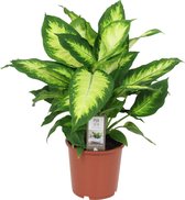 Dieffenbachia Seguine 'Camilla' - ↑ 30-40cm - Ø 12cm