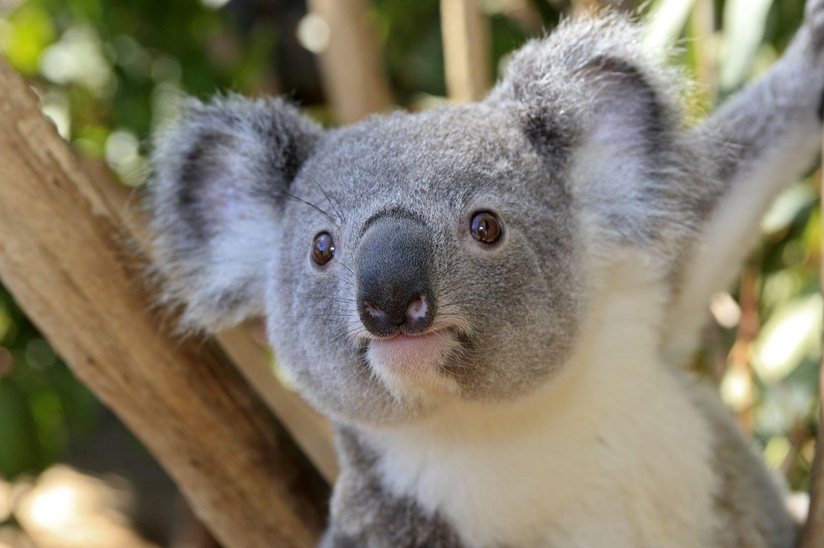 Koala & Eucalypus Blossom