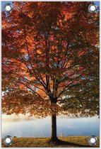 Tuinposter –Grote Herfstachtige boom op Berg– 80x120cm Foto op Tuinposter (wanddecoratie voor buiten en binnen)