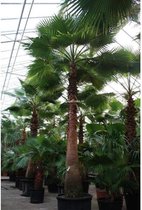 Washingtonia robusta - Woestijnpalm 700-800cm