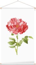 Darnastroos (York Lancaster Rose) - Foto op Textielposter - 40 x 60 cm