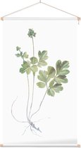 Muskuskruid (Moschatel) - Foto op Textielposter - 40 x 60 cm