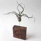 "Hypnotic Eye" Gegraveerd Hardhout Luchtplant (Airplant) houder