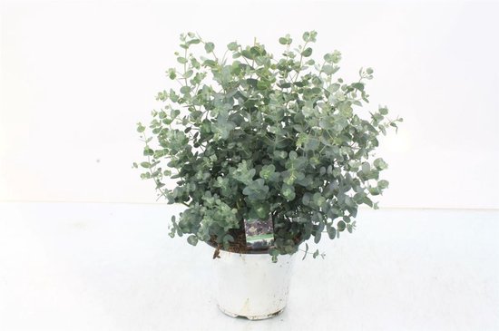 Eucalyptus Gunni "Gomboom" 40cm↑ Potmaat Ø14cm