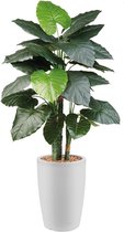 HTT - Kunstplant Philodendron in Genesis rond wit H150 cm