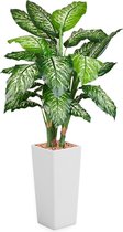 HTT - Kunstplant Dieffenbachia in Clou vierkant wit H175 cm