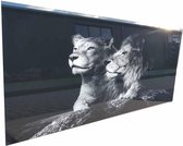 Lion couple | 4 mm Glasschilderij | 1200 mm x 600 mm | Glazen schilderij |
