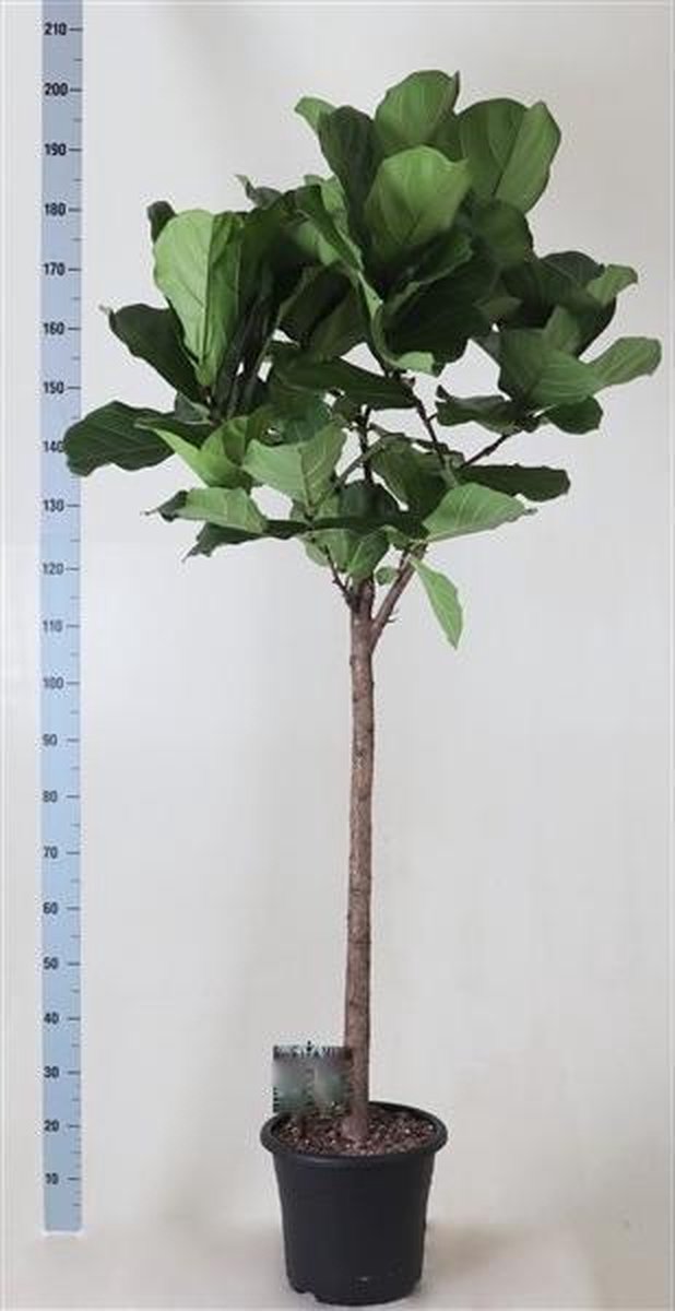 Ficus Lyrata "Tabaksplant" Rechte Stam 180cm↑ Potmaat Ø32cm