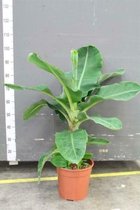 Bananenplant Kamerplant Musa Tropicana 100cm↑ Potmaat Ø24cm