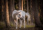 Fotobehang Paard XXL – posterbehang – behang wit paard in het bos - 368 x 254 cm