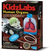 Experimentenset - KidzLabs - Menselijke organen