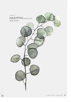 My Deer Art Shop Poster - Eucalyptus - 70 X 50 Cm - Groen