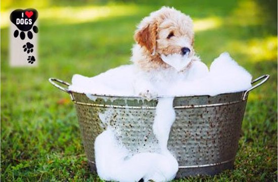 Geef rechten Productie Aan het liegen Honden shampoo - doggy shampoo - hond wassen - PH neutraal | bol.com