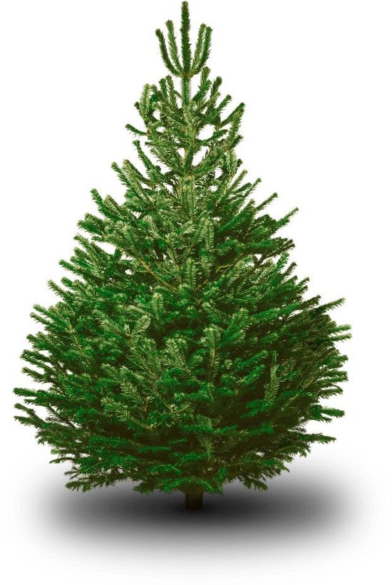 constante Gearceerd doos Excellente Echte Kerstboom Nordmann-Spar - 160 cm - Zonder Kluit | bol.com