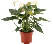 Anthurium - Flamingoplant wit - ↑ 40-45cm - Ø 12cm