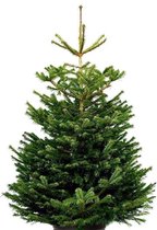 Nordmann Excellent Kerstboom - 175 tot 200 cm inclusief easyfix boorgat