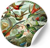 Behangcirkel Hummingbirds - 80 cm - Zelfklevende decoratiefolie - Muursticker Oude Meesters