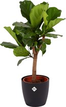 Kamerplant van Botanicly – Vioolplant incl. sierpot zwart als set – Hoogte: 115 cm – Ficus Lyrata