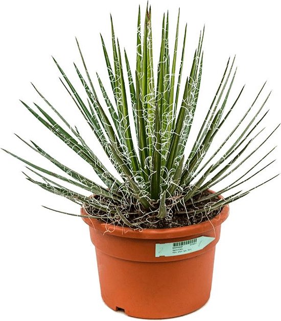 Agave americana Mediopicta 22 cm