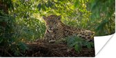 Poster Jaguar in de jungle - 40x20 cm