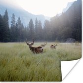 Poster Forêt - Cerf - Brouillard - 30x30 cm