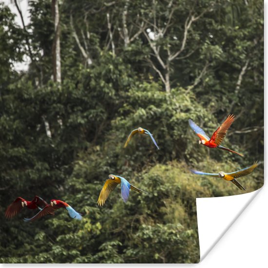 Poster Papegaaien - Vliegen - Bos - 30x30 cm