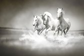 Dibond - Dieren - Wildlife / Paard / Paarden in beige / wit / zwart / grijs - 50 x 75 cm.