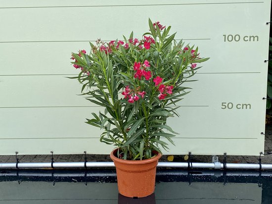 Oleander Strauch Pink 80-90 Cm - Mediterrane Pflanze Von Palmenlager