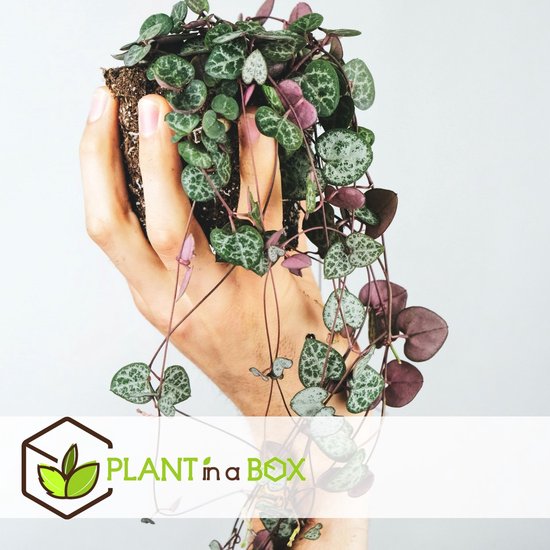 Plant in a Box - Ceropegia Woodii - Chinees Lantaarnplantje - Pot 14cm - Hoogte 10-20cm