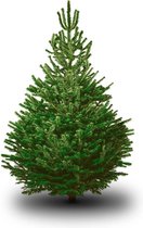Echte Nordmann Kerstboom -120 Tot 175 cm Hoog - Kerstboom - A-Kwaliteit - Gezaagd