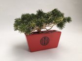 Een sierlijke kunst bonsai boompje met Pinus Deniflora fijne groen in een Chinees rode plantenbak, hoogte 26 cm / Kunstplant / woon decoratieve accessoires