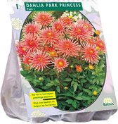 Baltus Dahlia Park Park Princess bloembol per 1 stuks