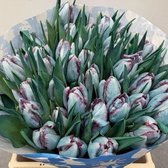 Verse Tulpen -  Hollandia - 50 stuks