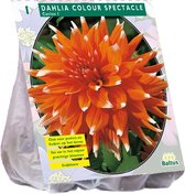 Baltus Dahlia Cactus Colour Spectacle bloembol per 1 stuks