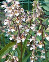 Moeraswespen Orchis (Epipactus palustris) - Vijverplant - 1 losse plant - Om zelf op te potten - Vijverplanten webshop